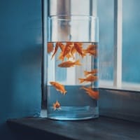 Người dùng Thùy Linh